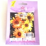 ดอกแอฟริกันเดซี่ African daisy เจีียใต๋