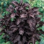 เพอร์เฟิล รัพเฟิลเบซิล