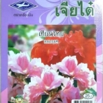 ดอกเทียนไทย balsam เจียใต๋