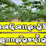 เทคนิค วิธีปลูกกล้วยน้ำว้า และ การขยายพันธุ์