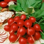 แรดิชเชอรี่เบล 100เมล็ด/ซอง