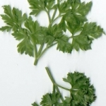 เชอร์วิล 100 ม.