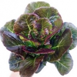 babyredcos (MOONRED) Enza Zaden 500 เมล็ด (เคลือบ)