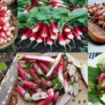 แรดิช ไข่อีสเตอร์ (easter egg radish mix)