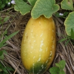 แตงธิเบต 3เมล็ด/ซอง