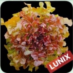 red oakleaf (Lunix) Enza Zaden 500 pills(เคลือบ)