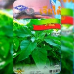 ผักโขม Amaranth เจียไต๋