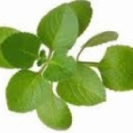 ออริกาโน่ Oregano 10เมล็ด/ซอง