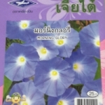 ดอกมอร์นิ่งกลอรี่ MORNING GLORY เจียใต๋