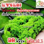 แหนแดง ไมโครฟิลล่า พันธุ์กรมวิชาการเกษตร ขนาด 1 กิโลกรัม / ถุง