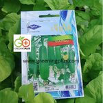 บวบหอม sponge gourd เจียใต๋