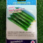 แตงกวาญี่ปุ๋น เพรตตี้ สวอลโล่ 279 cucumber pretty swallow เพื่อนเกษตร