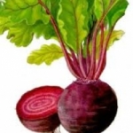 บีทรูท เออร์ลี่ วันเดอร์ (early wonder beet root)