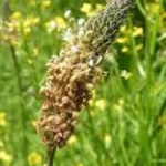 ไซเลี่ยม (psyllium) 50เมล็ด/ซอง