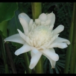 ดอกดาหลาสีขาว 25ม./ซอง