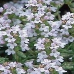 ดอกอิงลิช วินเทอร์ ไทม์ (english winter thyme)