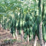 มะละกอแขกดำ 1 กรัม