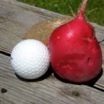 แรดิชคิมสันใจแอ้น 100เมล็ด/ซอง