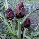 อาร์ติโชคม่วง 5 เมล็ด/ซอง