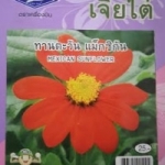ดอกทานตะวันแม็กซิกัน เจียใต๋