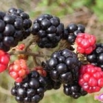 แบล็คเบอร์รี่ (blackberry) 10เมล็ด/ซอง