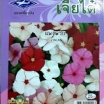 ดอกแพงพวย vinca เจียใต๋