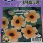 ดอกแบล็คอายซูซาน BLACKEYE SUSAN เจียใต๋