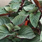 ซิโซะ ไบคัลเลอร์ (shiso-bicoloured) 20 เมล็ด
