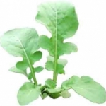 ร็อคเก็ต Rocket 5 กรัม