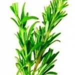 โรสแมรี่(Rosemary) 10 เมล็ด