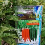 พริกชี้ฟ้าHOT PEPPER เจียใต๋