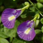 อัญชันม่วงดอกไม่ซ้อน 30 ม.