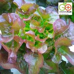 red oakleaf (Opalix) Enza Zaden 500 pills(เคลือบ)