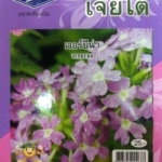 ดอกเวอร์บีน่า verbena เจีใต๋
