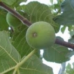 autumn green 15เมล็ด/ซอง