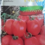 มะเขือเทศลูกท้อ เจียใต๋