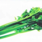เซเลอรี่ ยูท่าห์ (utah celery) 100 เมล็ด