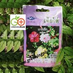 ดอกบานเย็น Mirabilis เจียใต๋