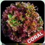 lettuce lollo rossa (RASTA) Enza Zaden 500 pills (เคลือบ)