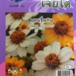 ดอกบานชื่นหนู zinnia "classic" เจียใต๋