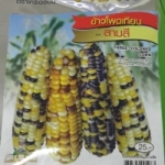 ข้าวโพดเทียนสามสี THREE COLORED CORN