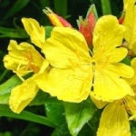 ดอกอีฟนิ่ง พริมโรสสีเหลือง (yellow evening