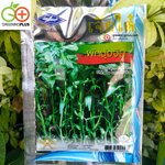 ผักบุ้งจีน Chinese convolvulus เจียไต๋