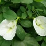 ดอกอัญชัญขาว 30 เมล็ด/ซอง