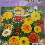 ดอกบานชื่นหนูแฟนตาซีเจียใต๋