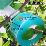 เทปพันกิ่งแบบใส (จำนวน 2 ม้วน)