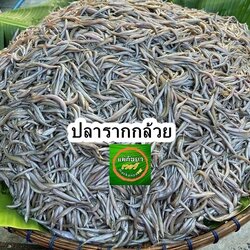 ปลารากกล้วย สด
