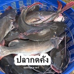 ปลากดคัง ตัว 2 โล (น้ำจืด)