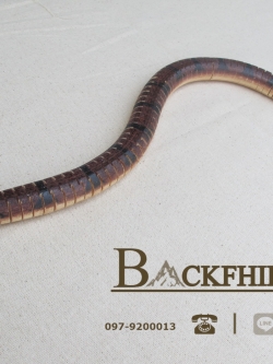 โมเดลงูไม้