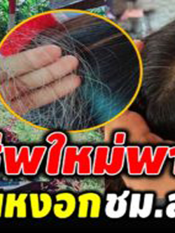 อาชีพพารวยมาแรงรับจ้างถอนผมหงอกสร้างรายได้งาม